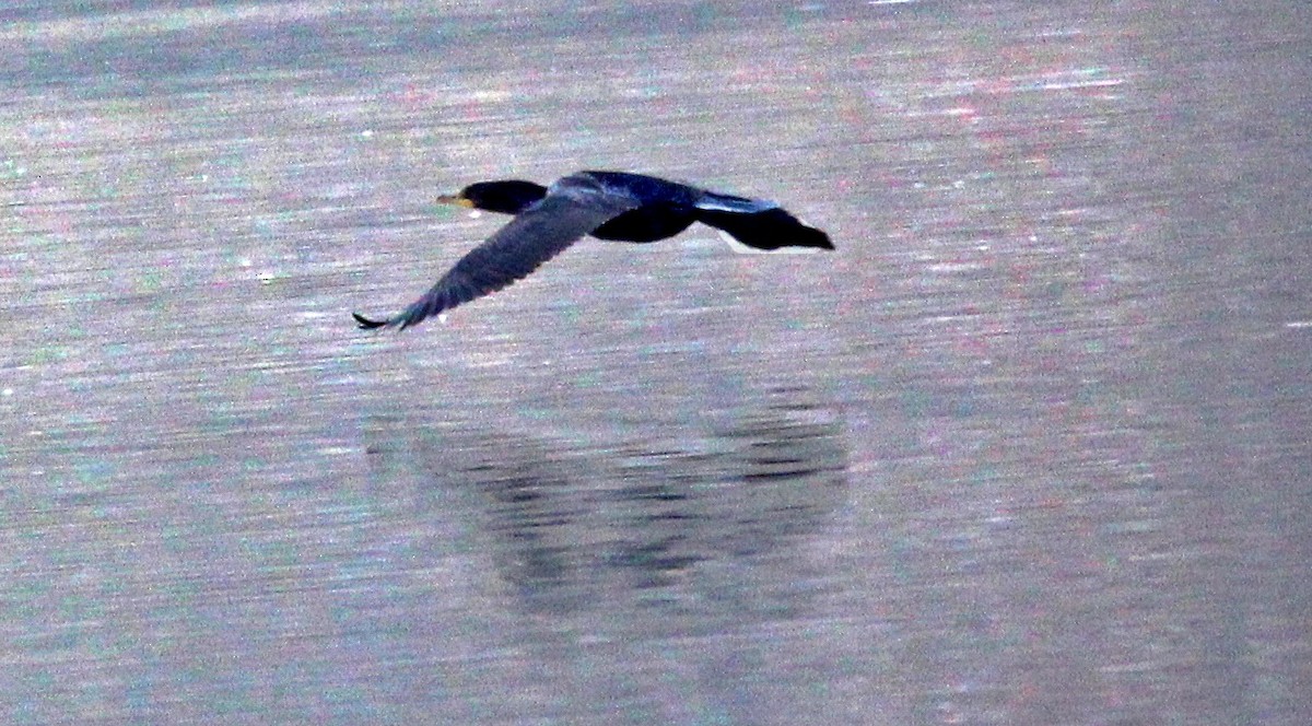 Double-crested Cormorant - ML646534425