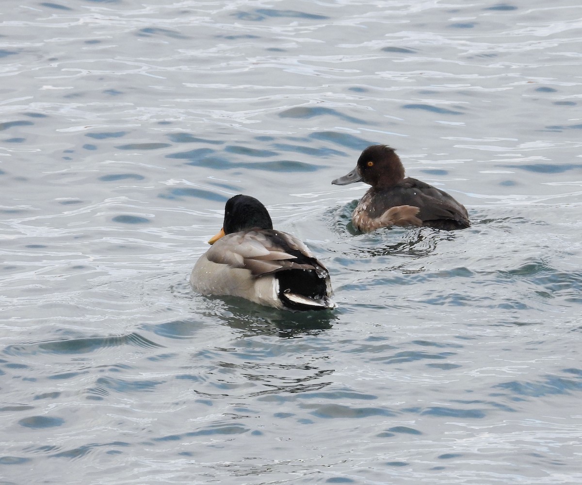 キンクロハジロ - ML646534426