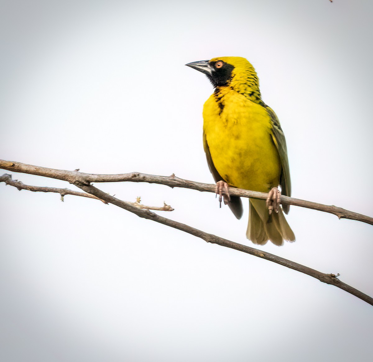 Tejedor Enmascarado - ML646534427