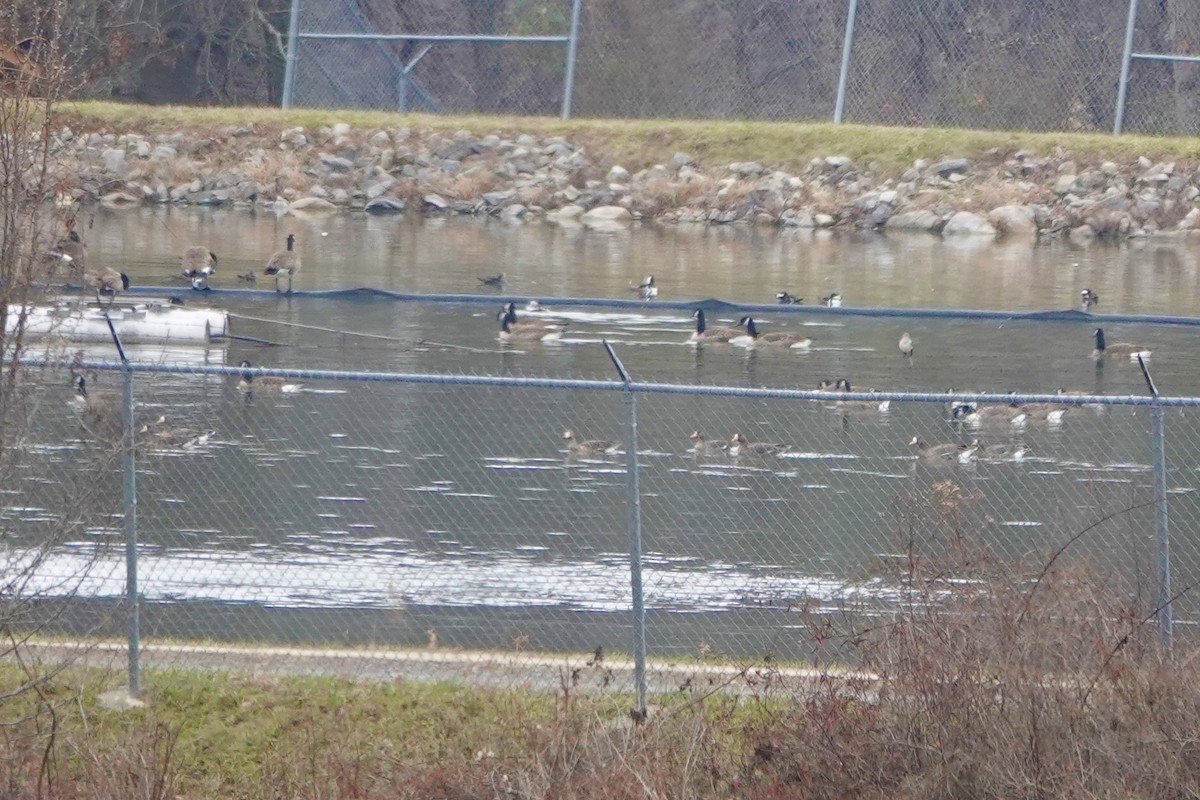 Greater White-fronted Goose - ML646534430