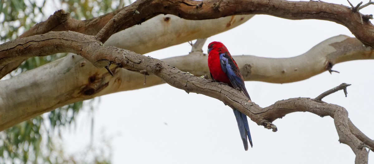 Crimson Rosella (Crimson) - ML646534431