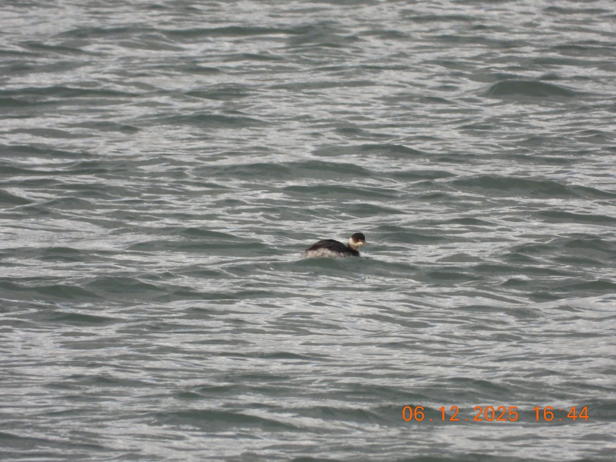 Svasso piccolo - ML646534433