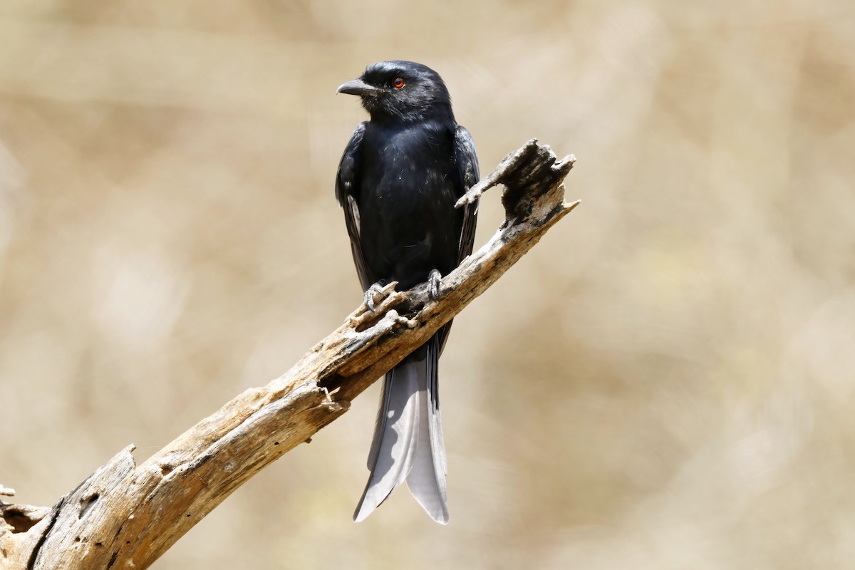 Fork-tailed Drongo - ML646534434