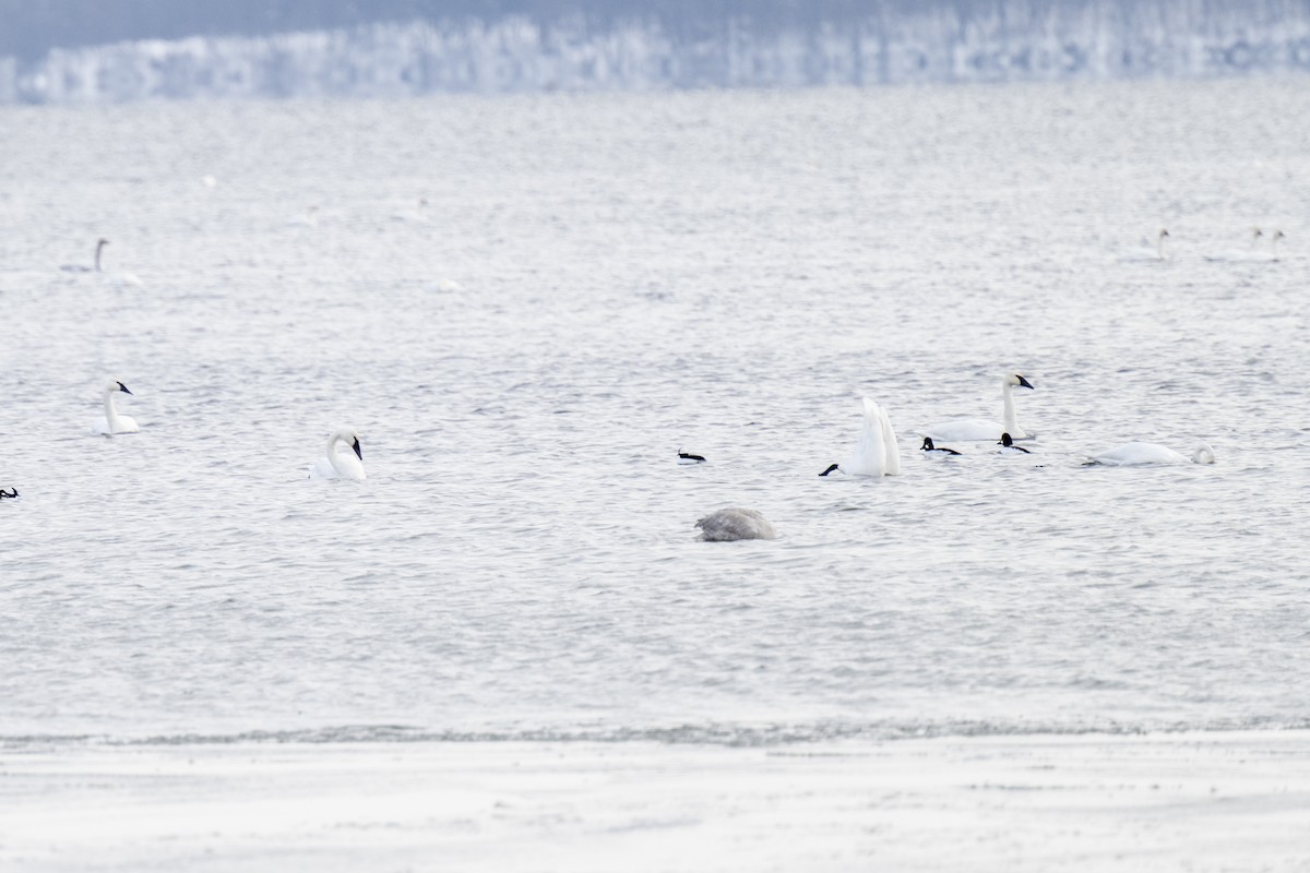 Tundra Swan - ML646534435