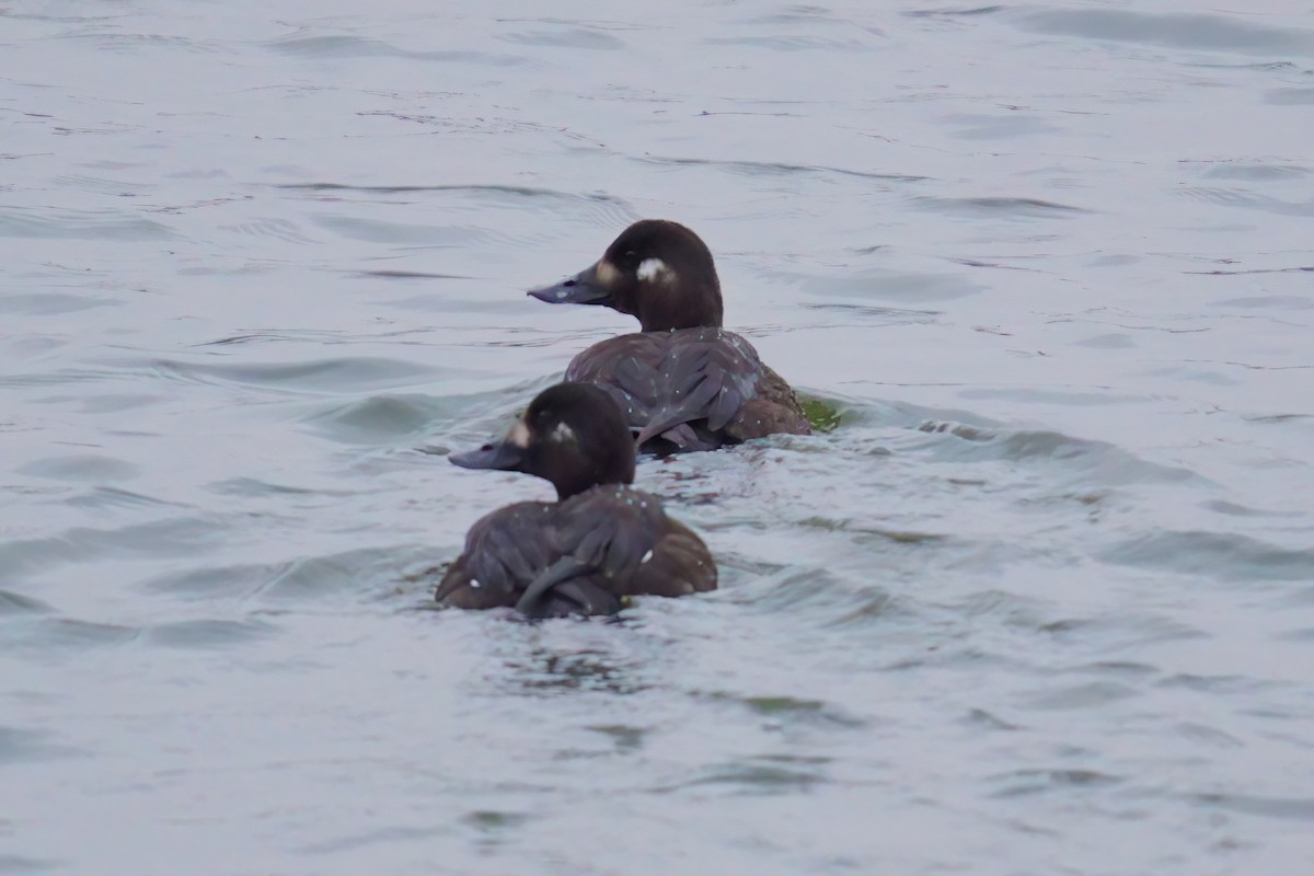 Турпан - ML646534436