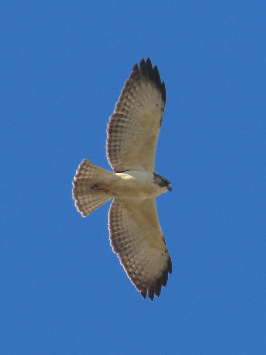 Short-tailed Hawk - ML646534438