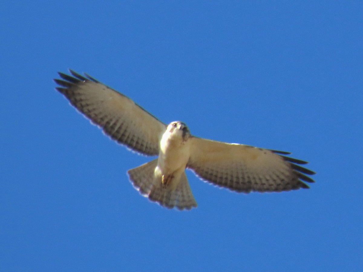 Short-tailed Hawk - ML646534439