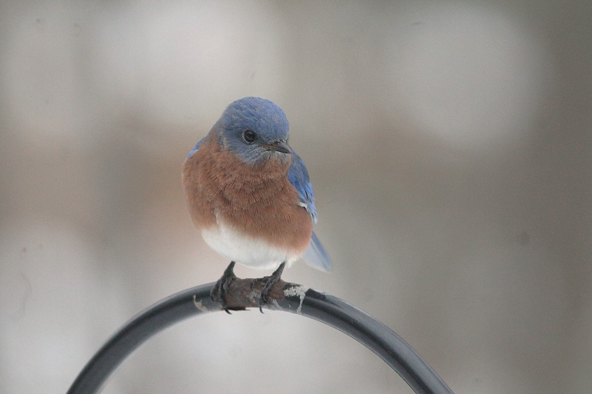 Eastern Bluebird - ML646534441