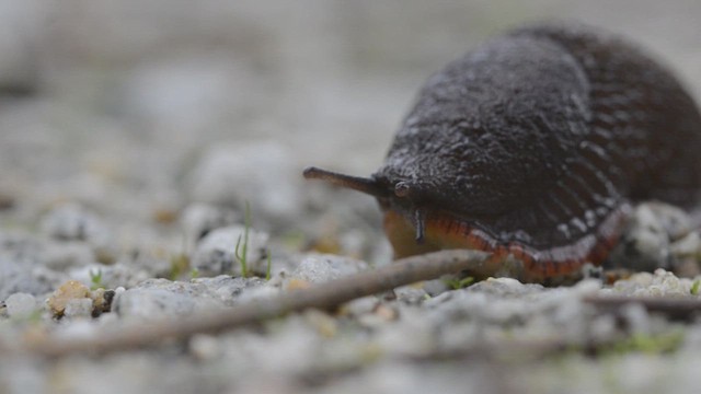 Arion Slugs - ML646534442