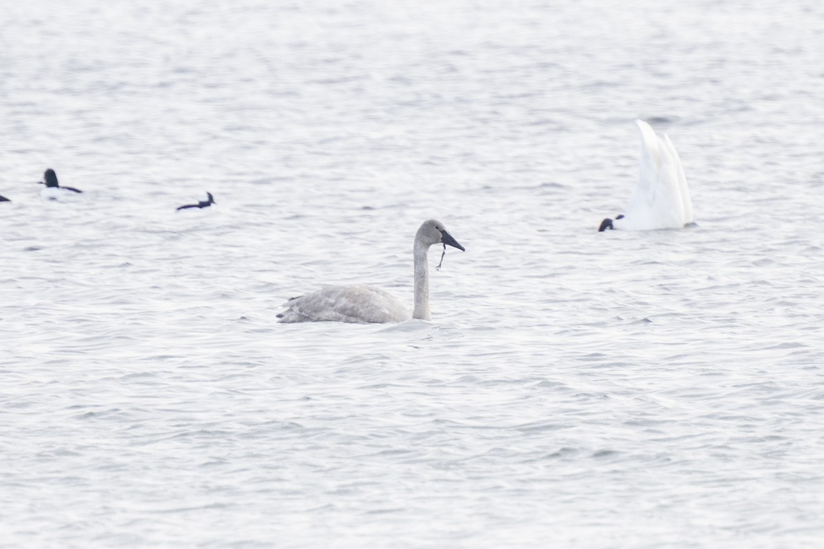 Tundra Swan - ML646534443
