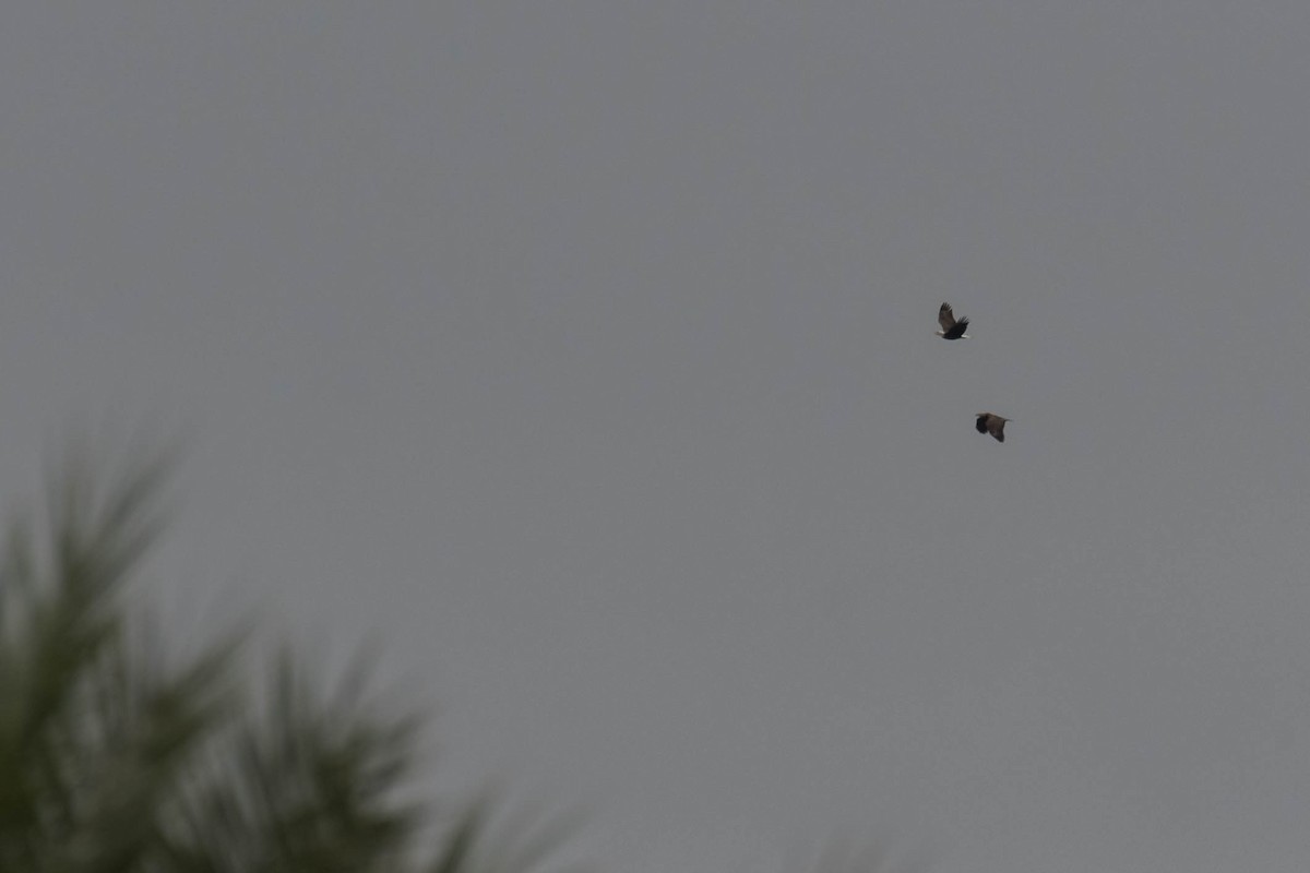 עיטם לבן-ראש - ML646534445