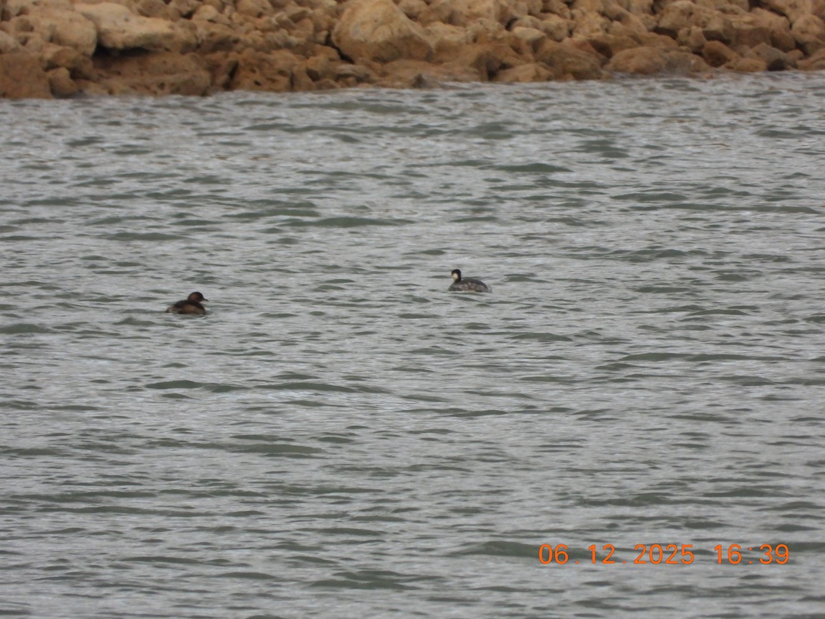 Svasso piccolo - ML646534446