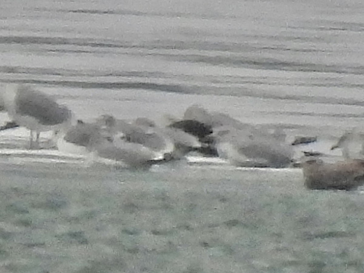 小黑背鷗 - ML646534448