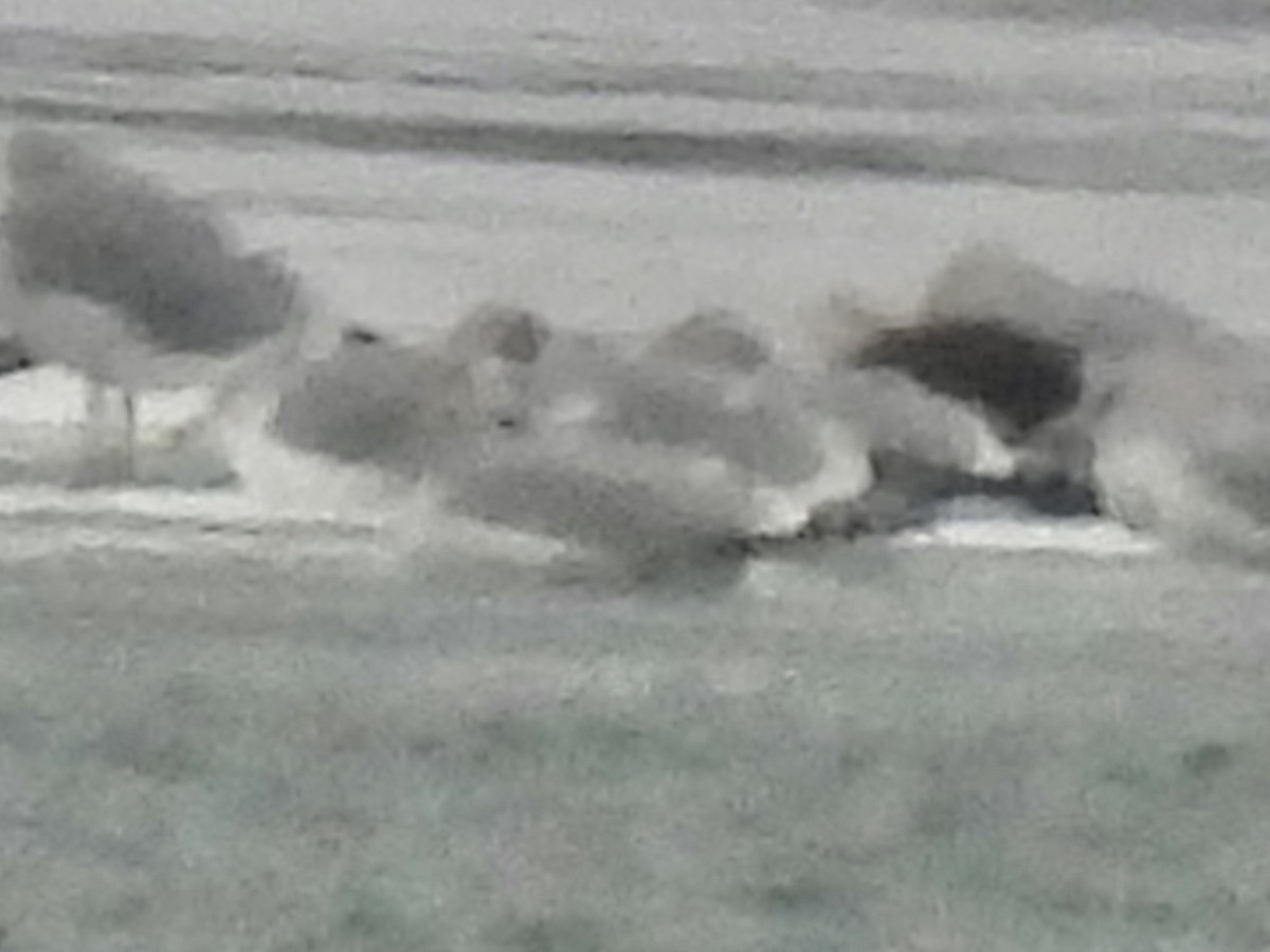 小黑背鷗 - ML646534449