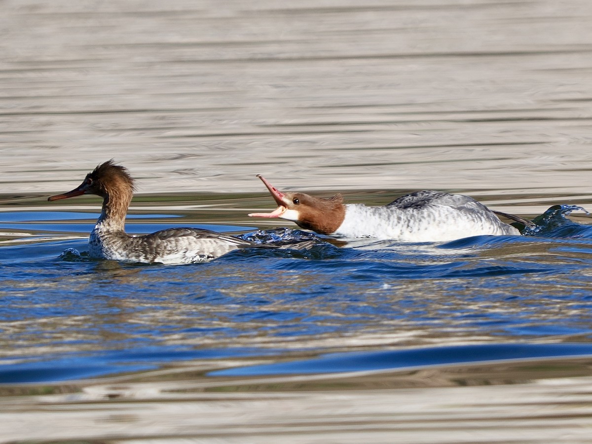 Serreta Grande - ML646534450