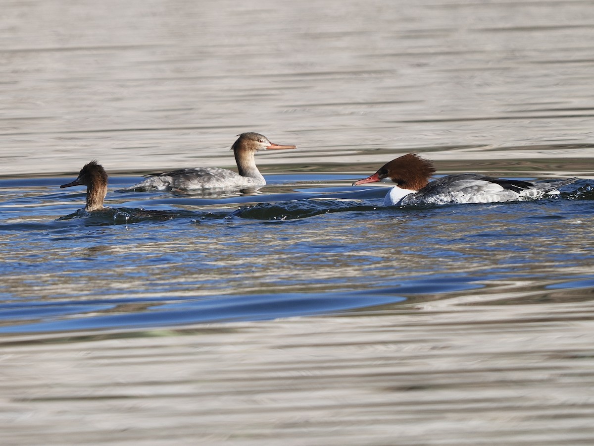 Serreta Grande - ML646534452