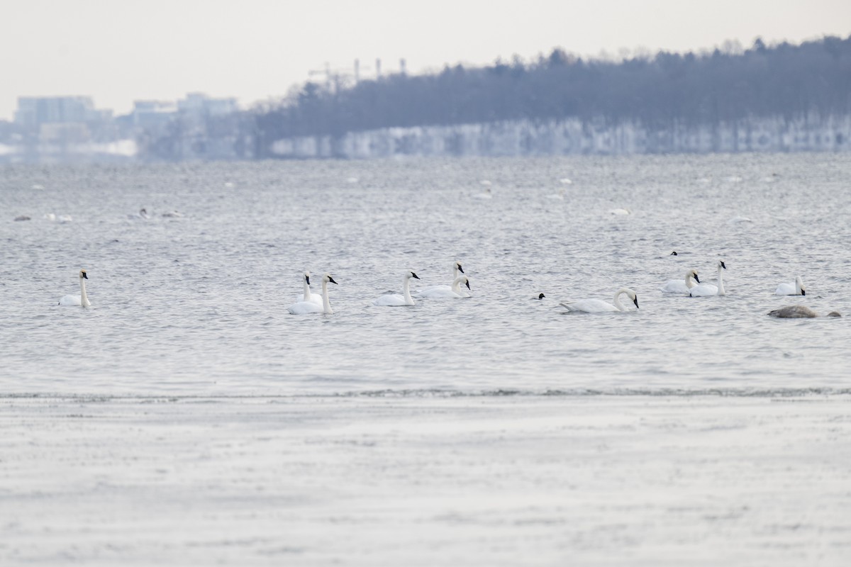 Tundra Swan - ML646534454