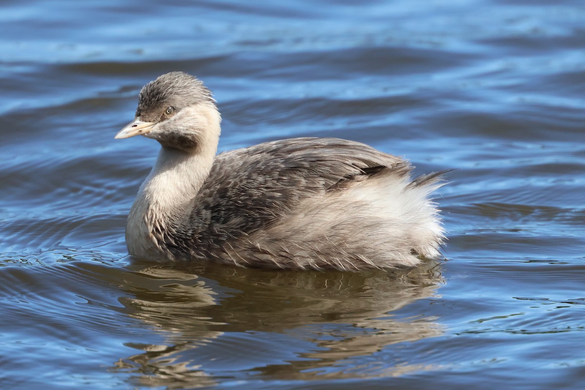 Zampullín Canoso - ML646534455