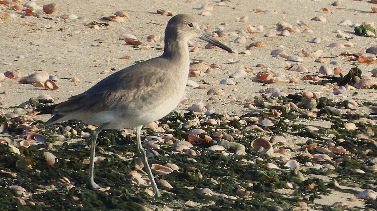 Willet - ML646534456
