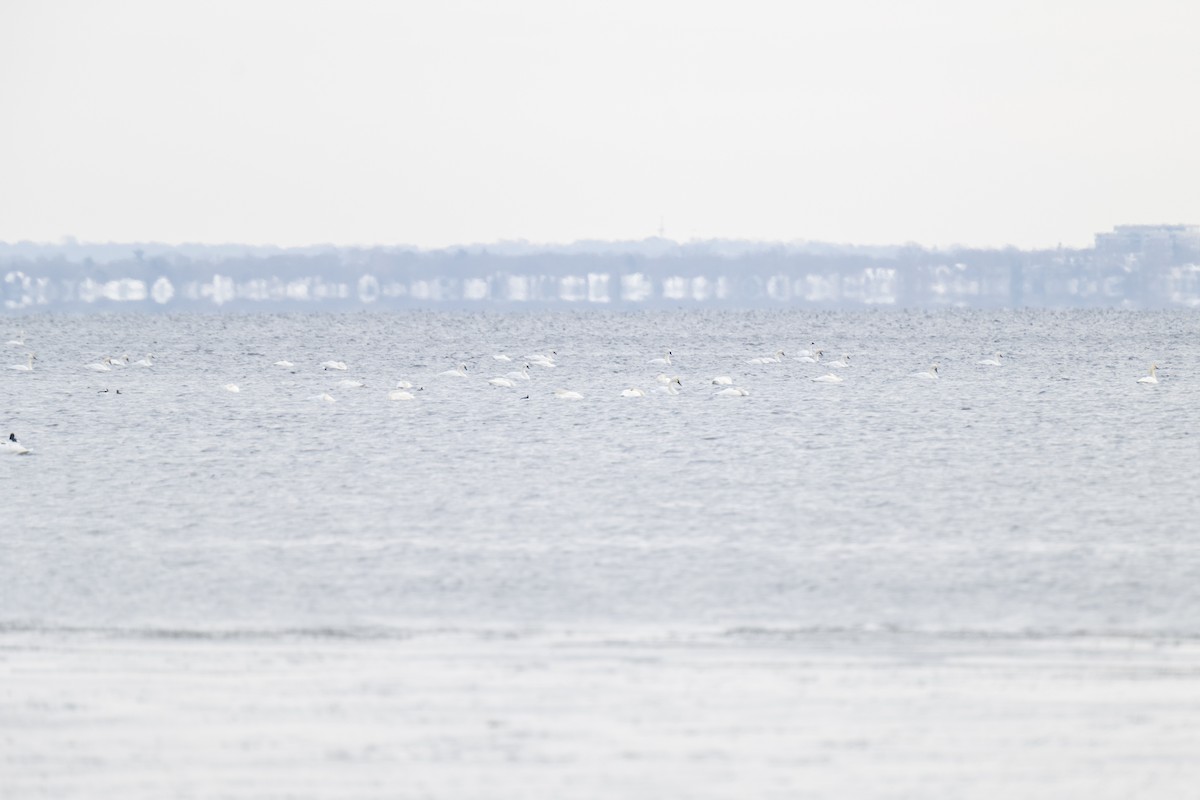 Tundra Swan - ML646534458