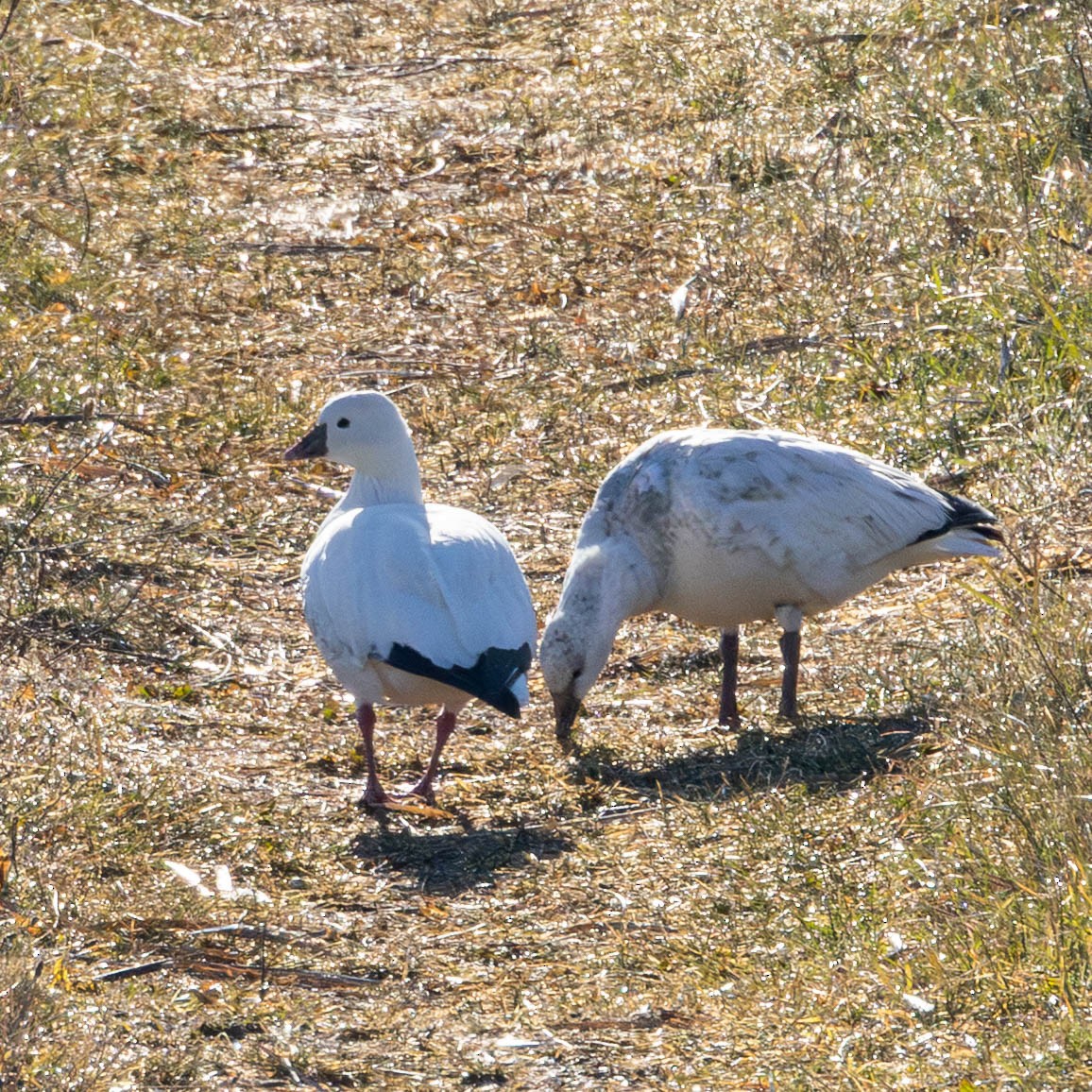 Ross's Goose - ML646534462