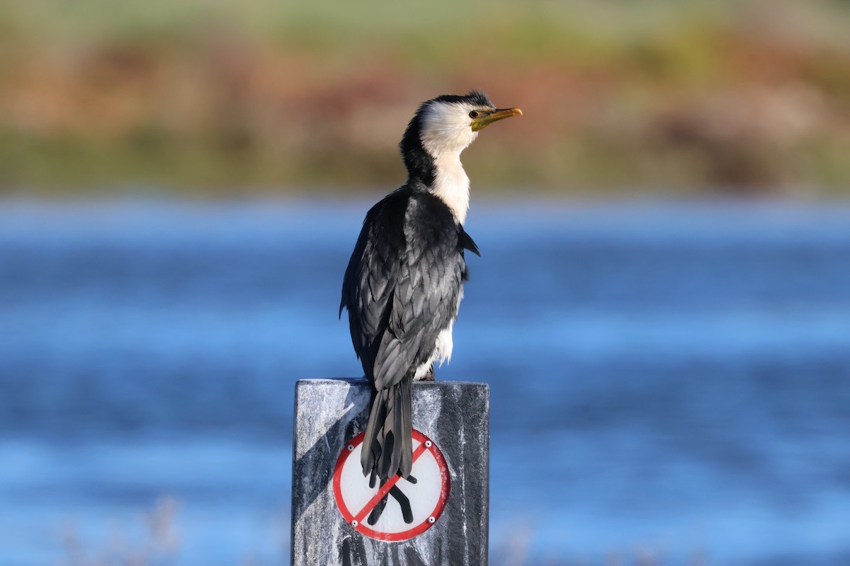 Little Pied Cormorant - ML646534463