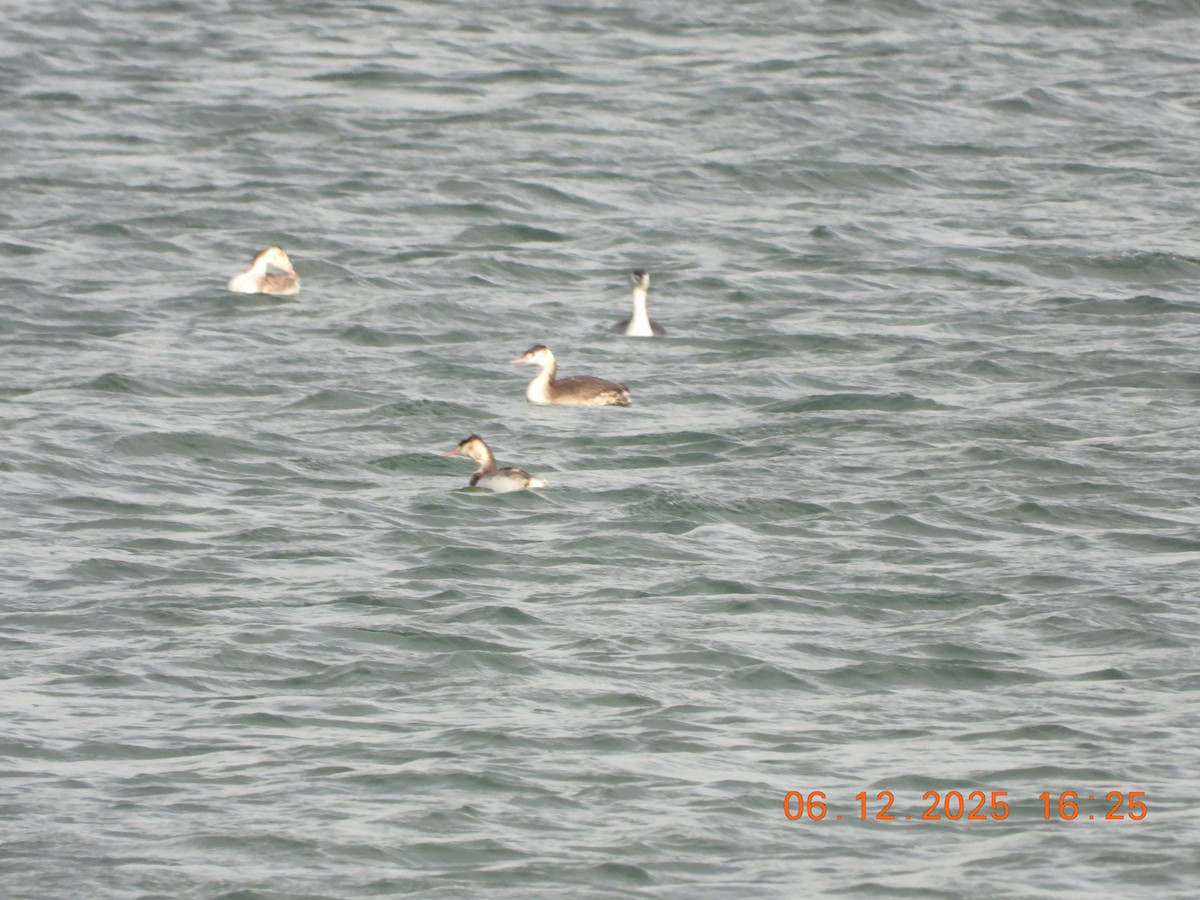 Svasso maggiore - ML646534464