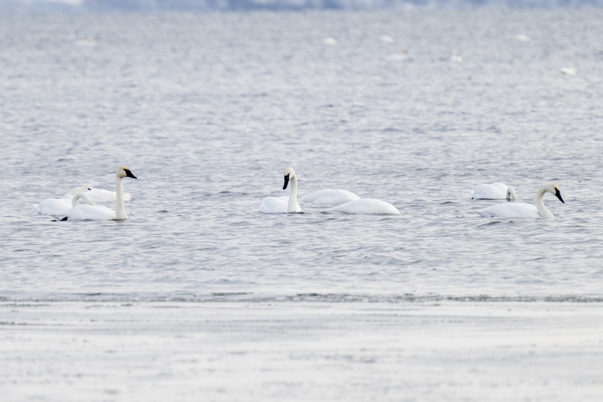Tundra Swan - ML646534474