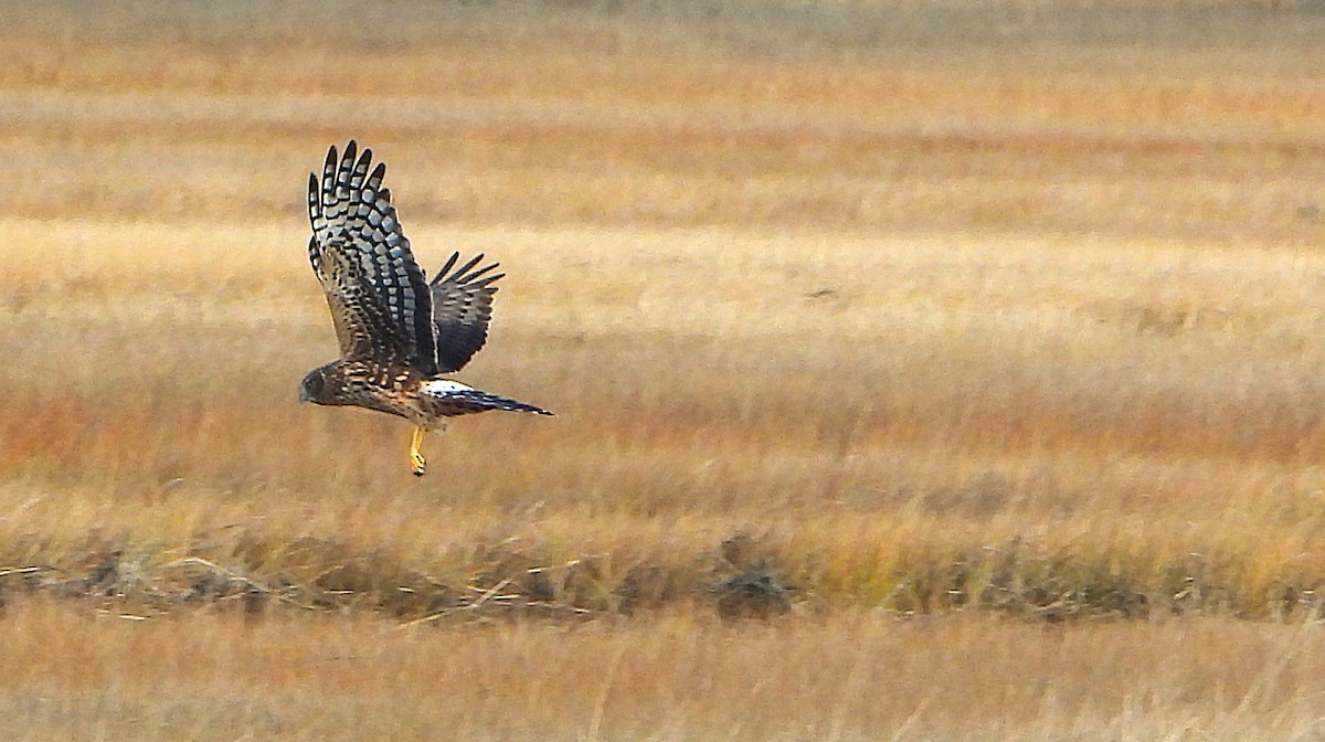 Northern Harrier - ML646534475