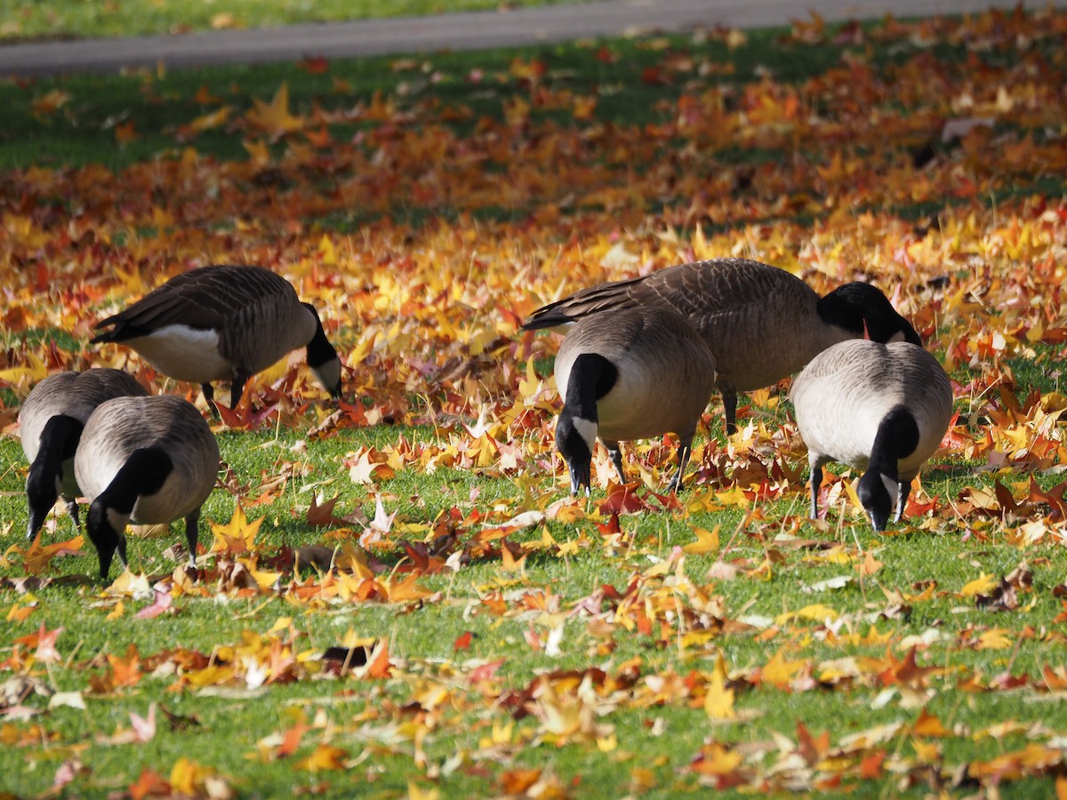 Canada Goose - ML646534476