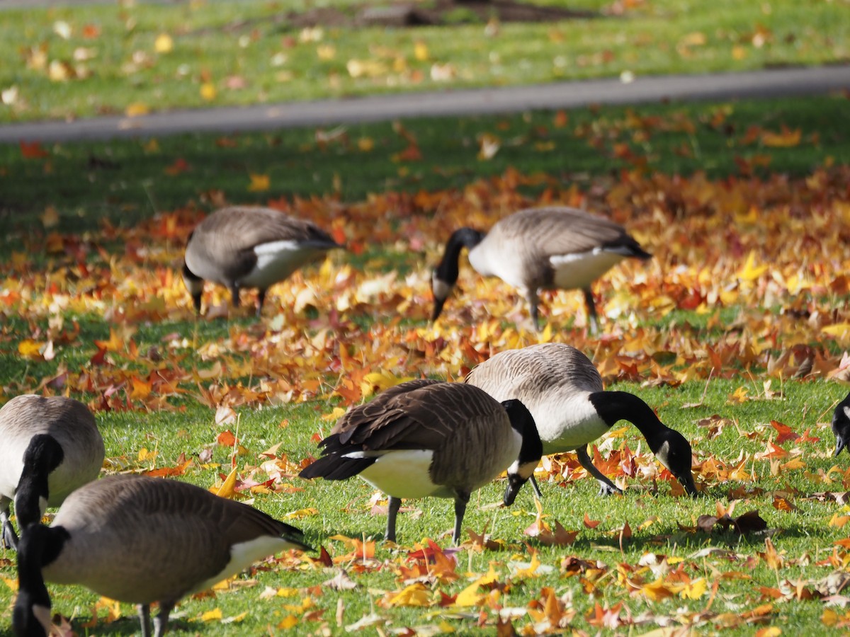 Canada Goose - ML646534477