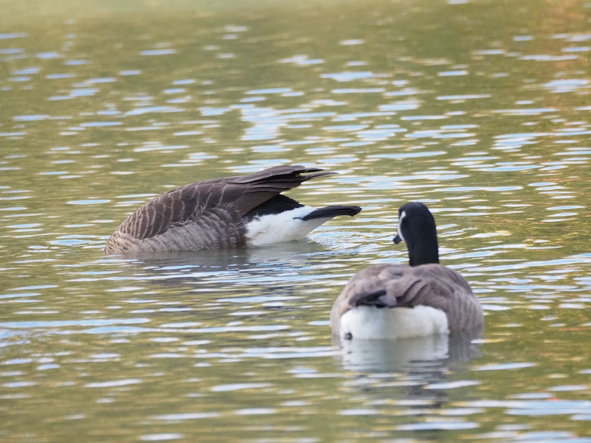 Canada Goose - ML646534478