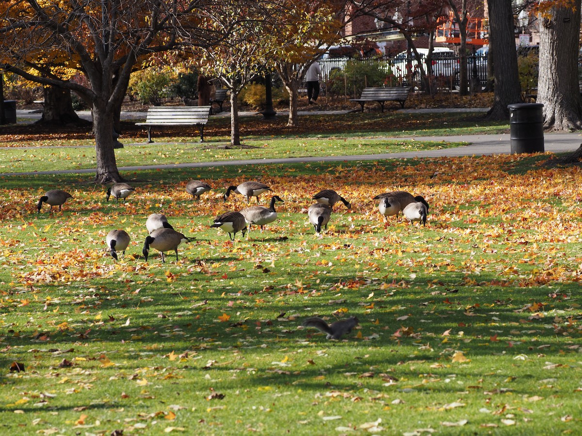 Canada Goose - ML646534479