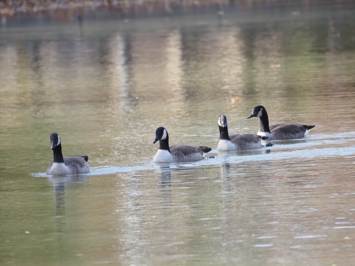 Canada Goose - ML646534480