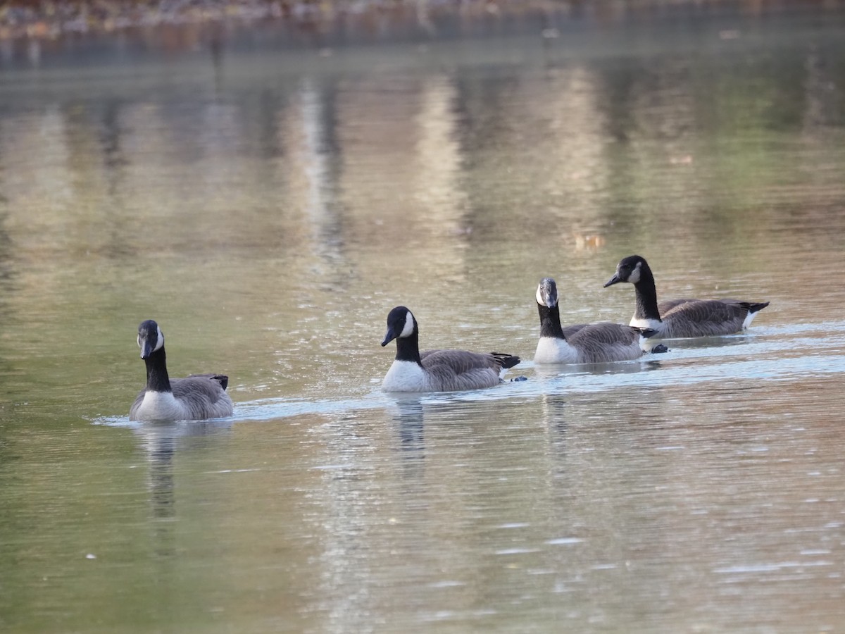 Canada Goose - ML646534481