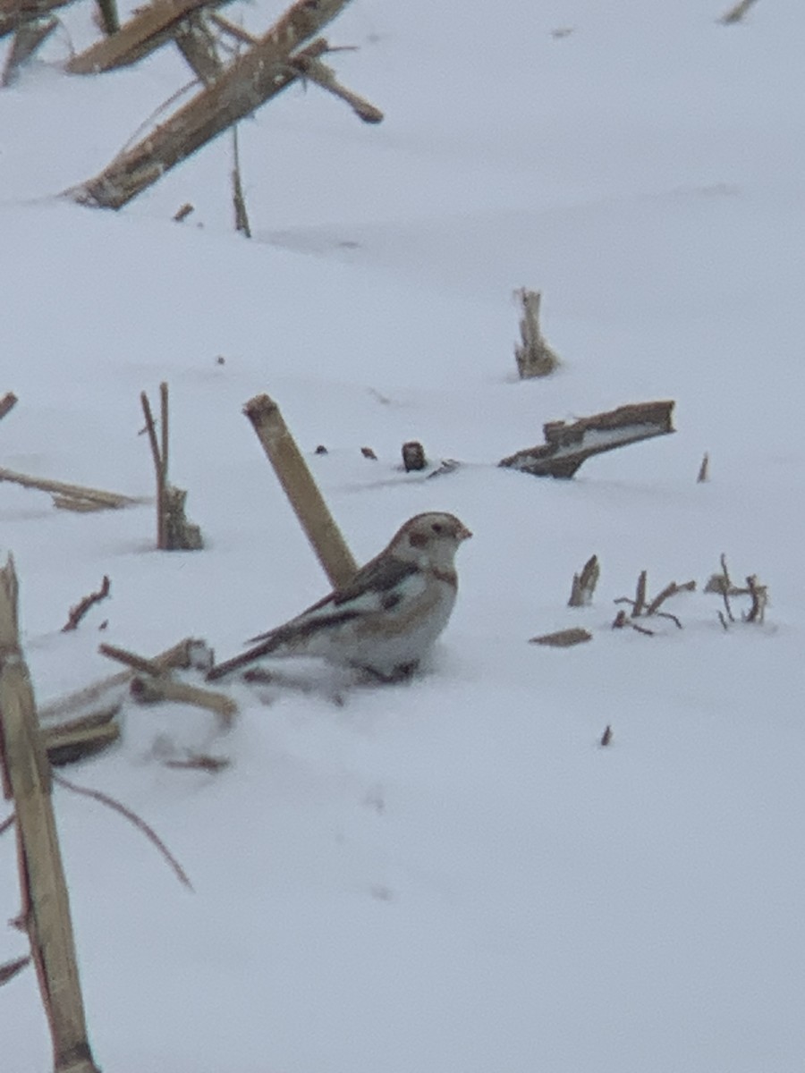 Snow Bunting - ML646534482