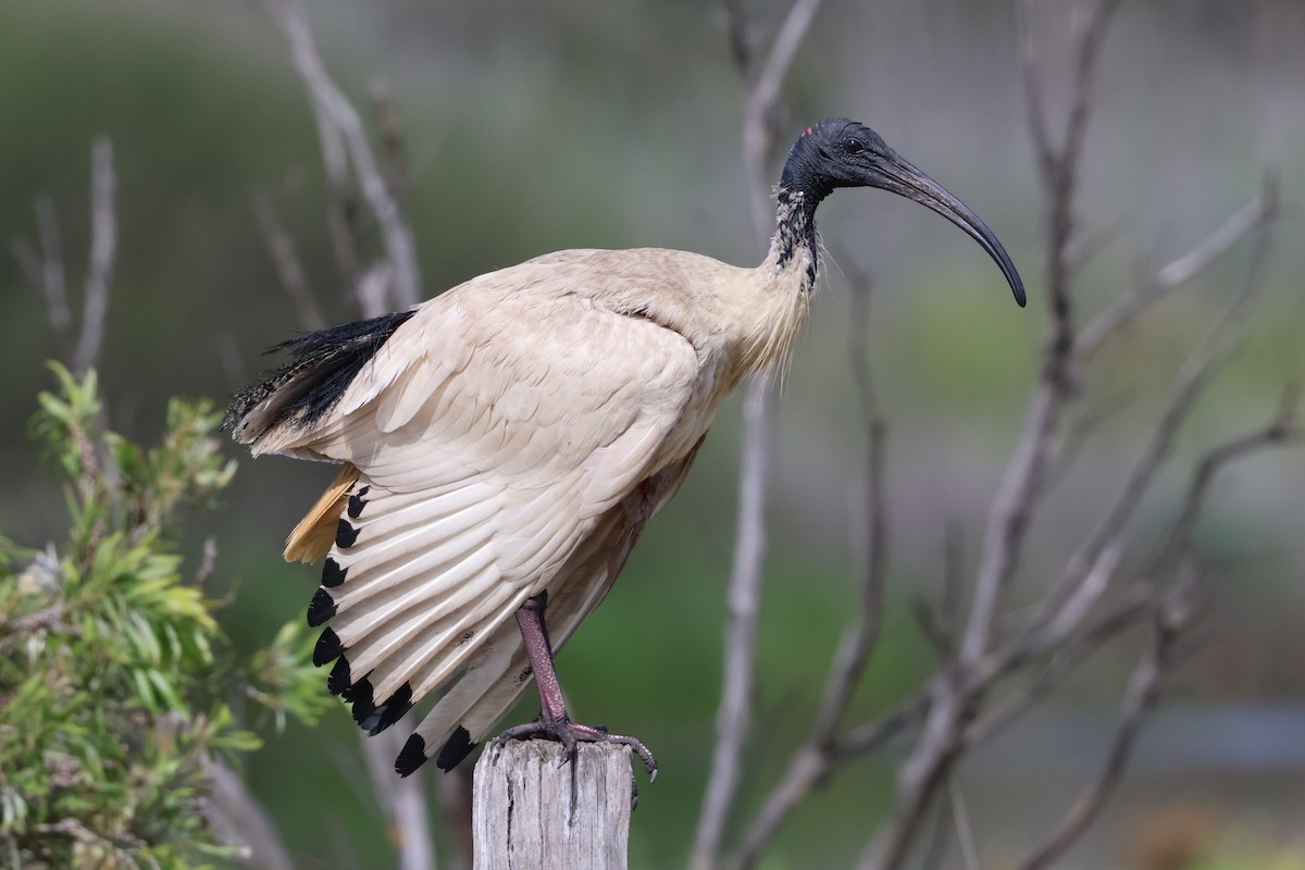 Australian Ibis - ML646534490