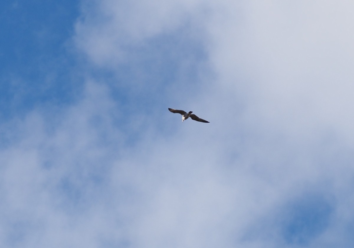 gull sp. - ML646534494