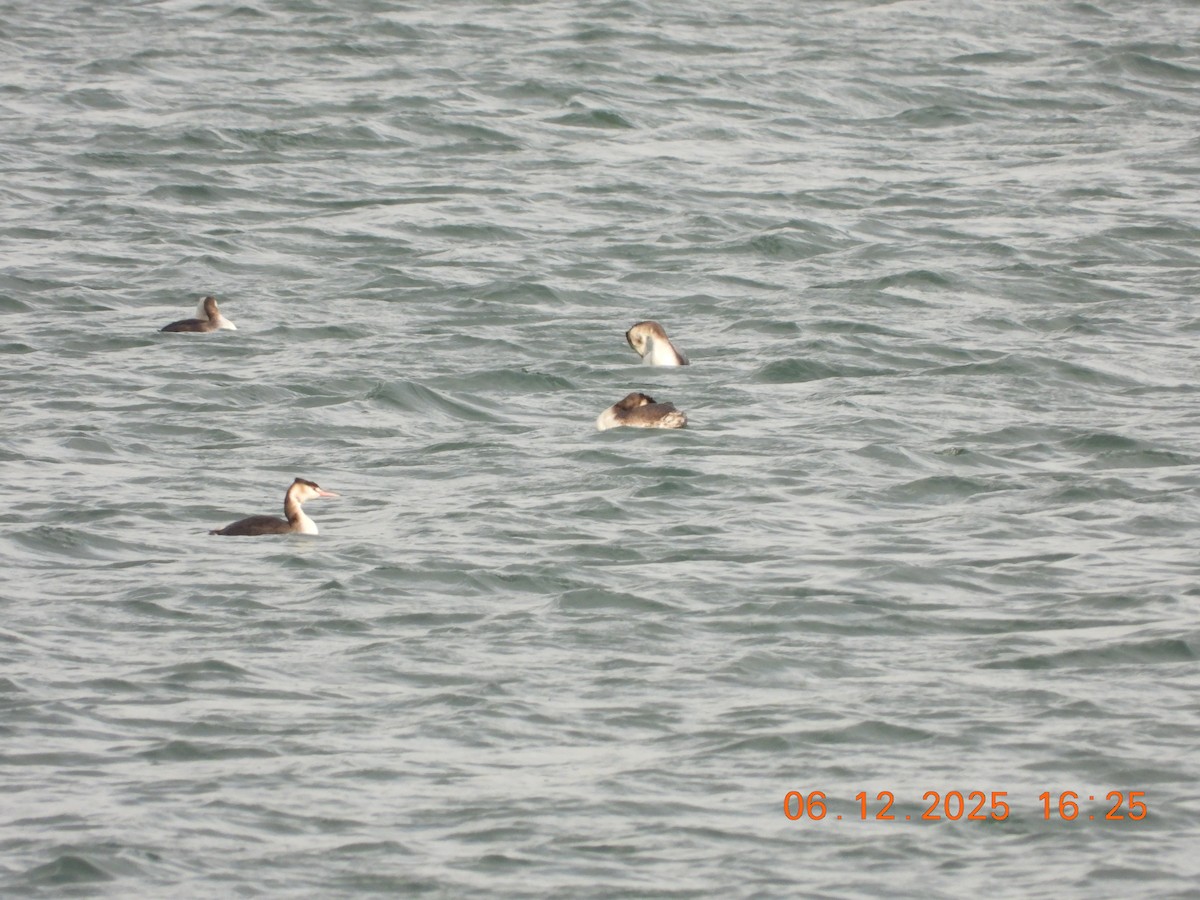 Svasso maggiore - ML646534495