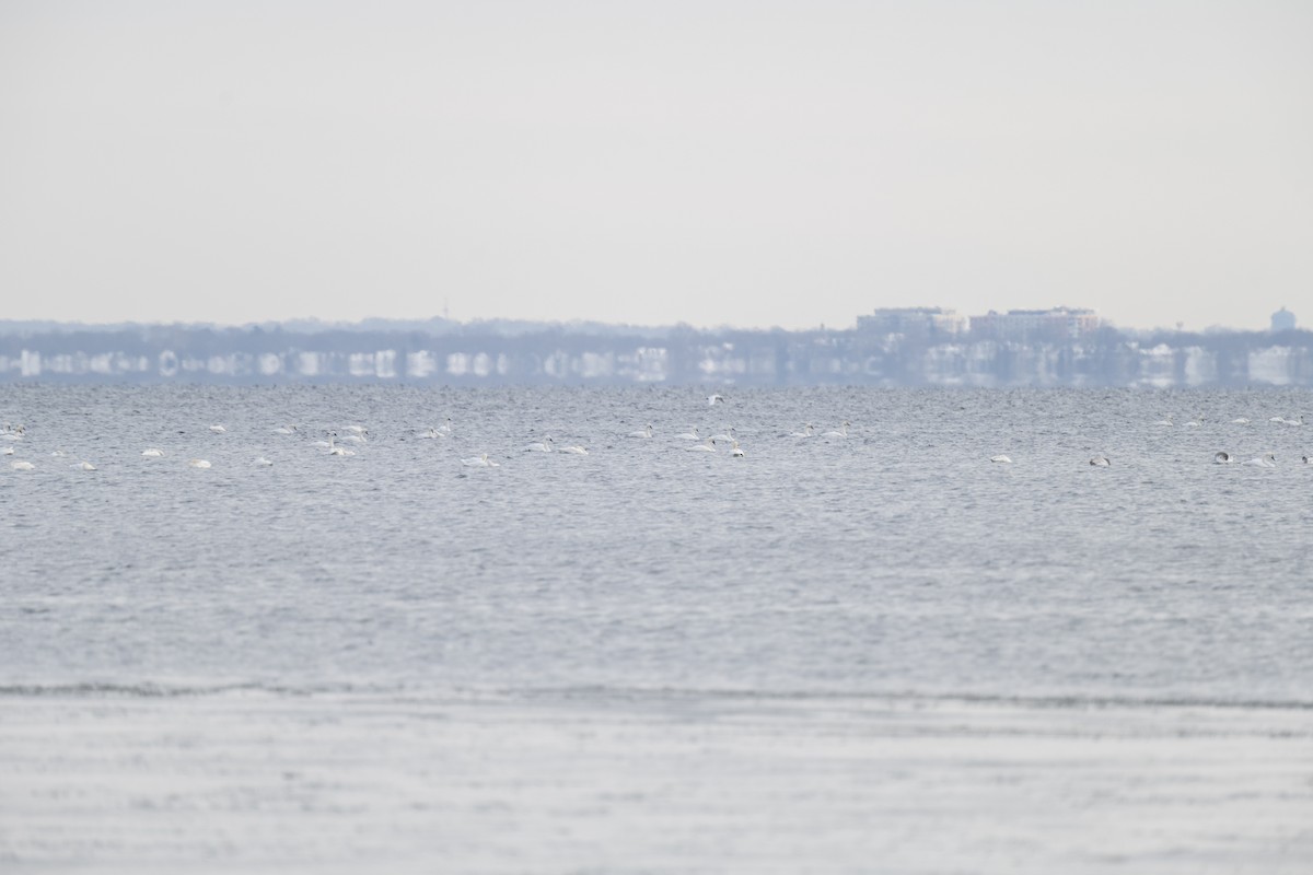 Tundra Swan - ML646534496