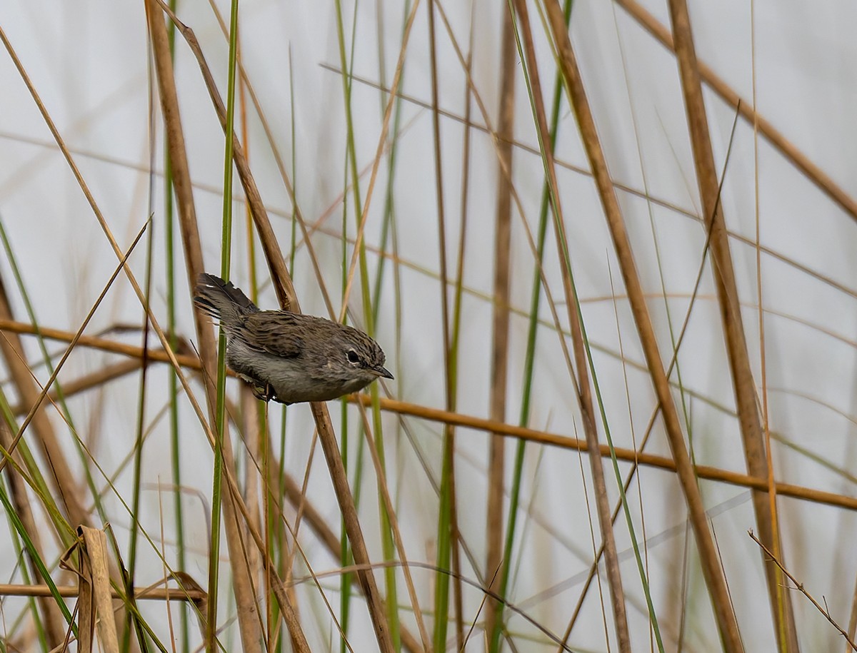 Swamp Grass Babbler - ML646534497