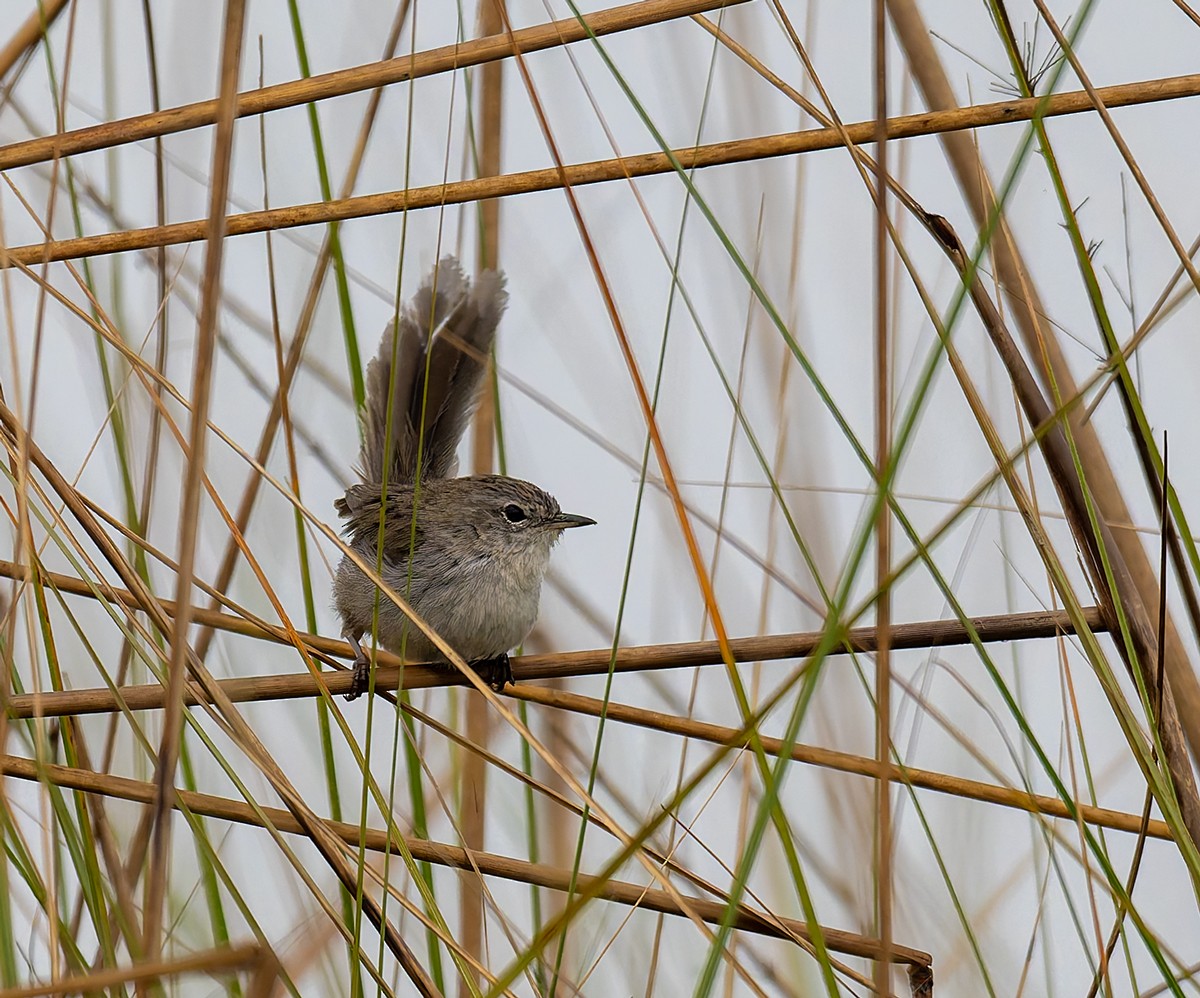 Swamp Grass Babbler - ML646534498