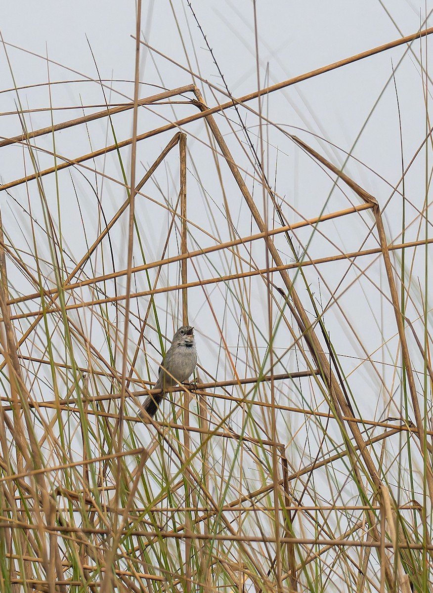 Swamp Grass Babbler - ML646534499