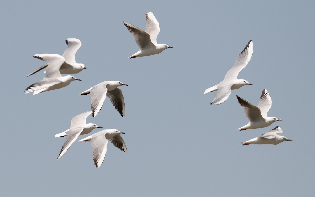 Морской голубок - ML646534502