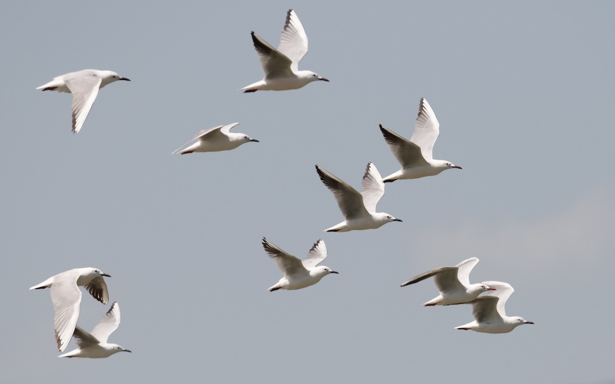 Морской голубок - ML646534503