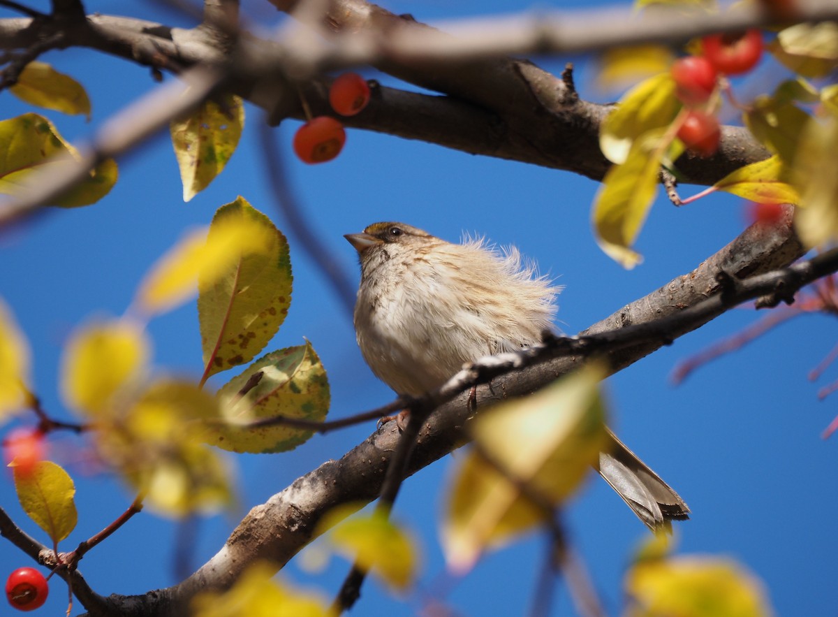 White-throated Sparrow - ML646534505