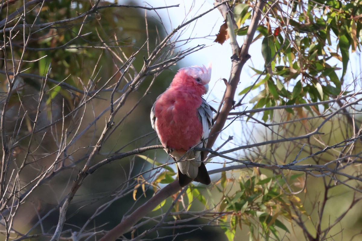Galah - ML646534506