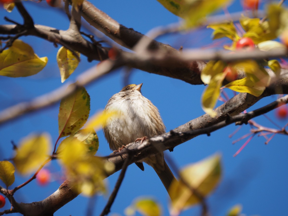 White-throated Sparrow - ML646534508