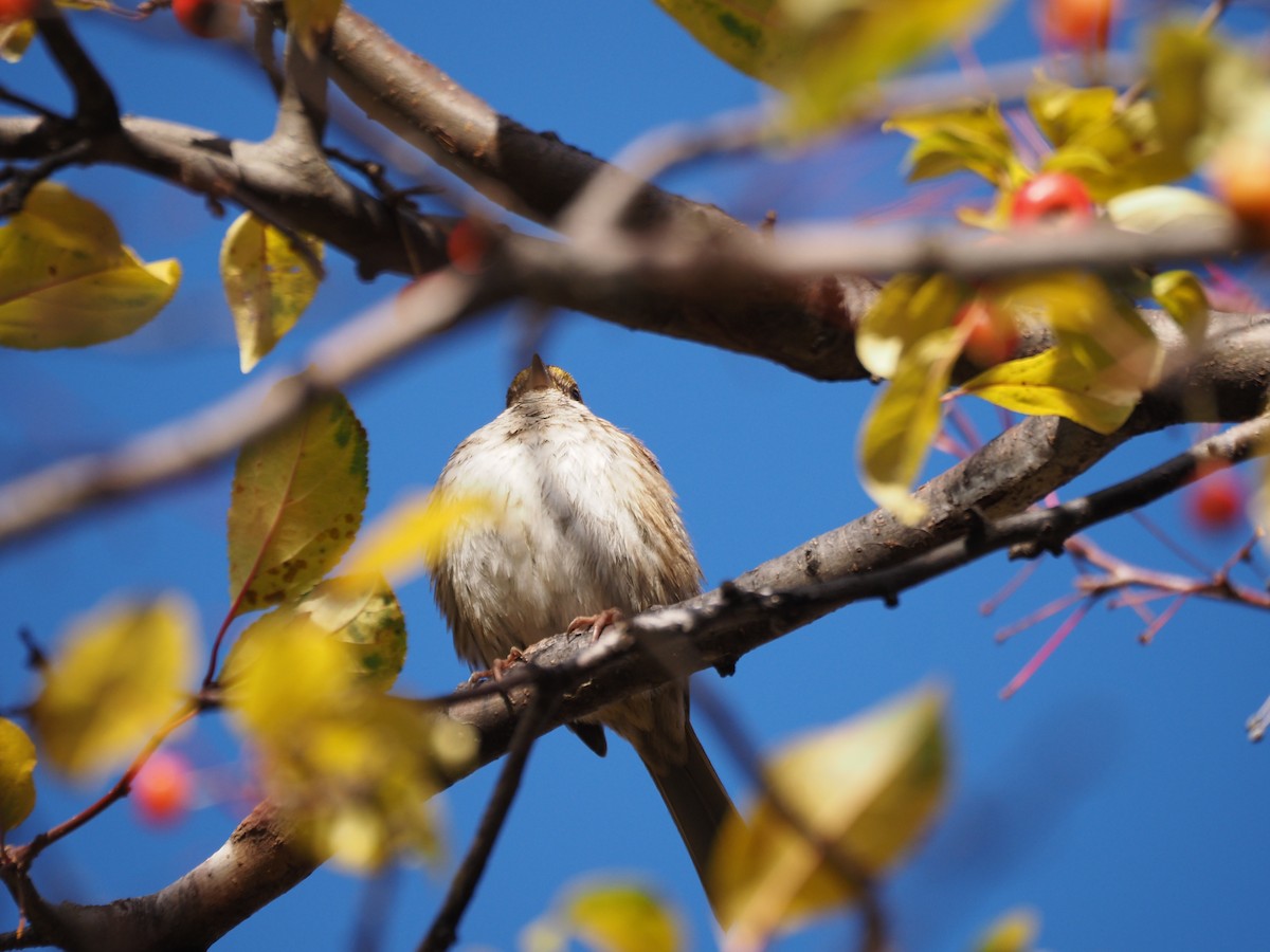 White-throated Sparrow - ML646534509