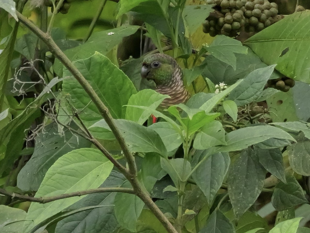 Maroon-tailed Parakeet (Choco) - ML646534511